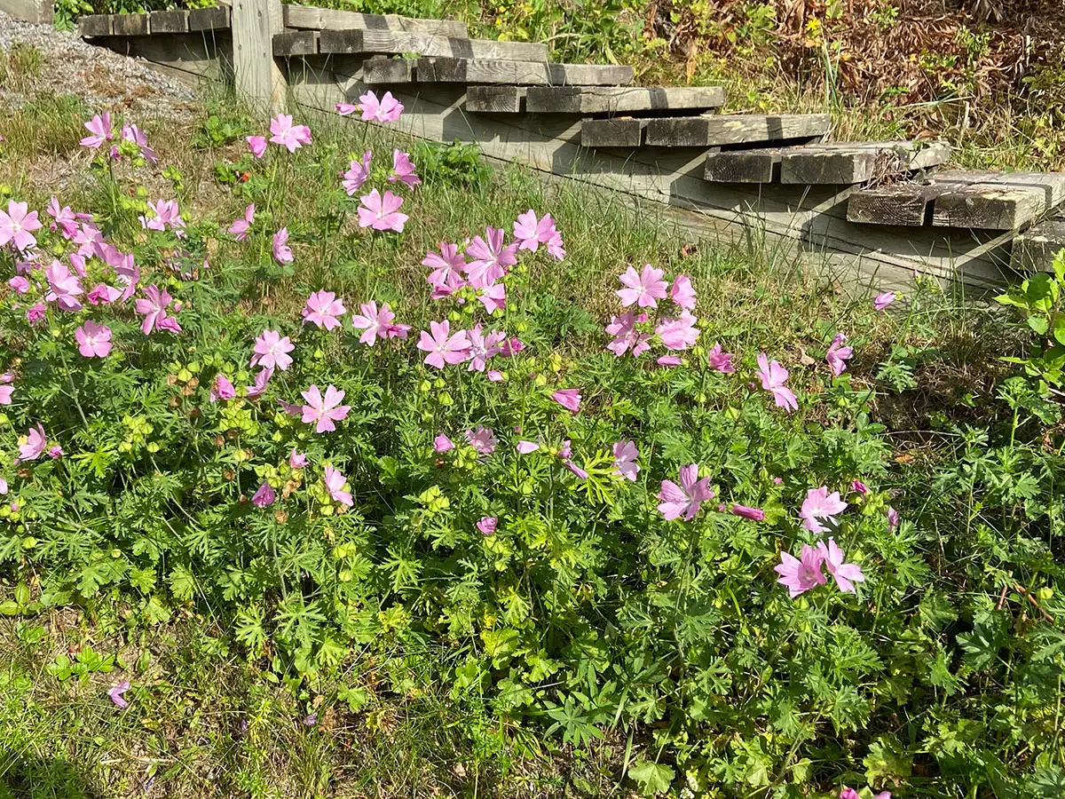 Kangasniemen Vanhustentalosäätiön verkkosivujen tietosuojaseloste